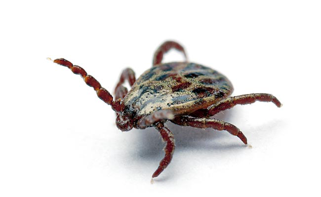 Dedetização de Carrapatos